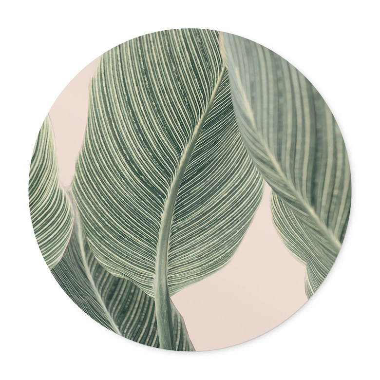 Poster Calathea Pflanze - Sisi & Seb - Rund 