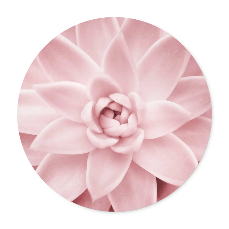 Poster Sisi & Seb - Rosa Sukkulente - Rund 
