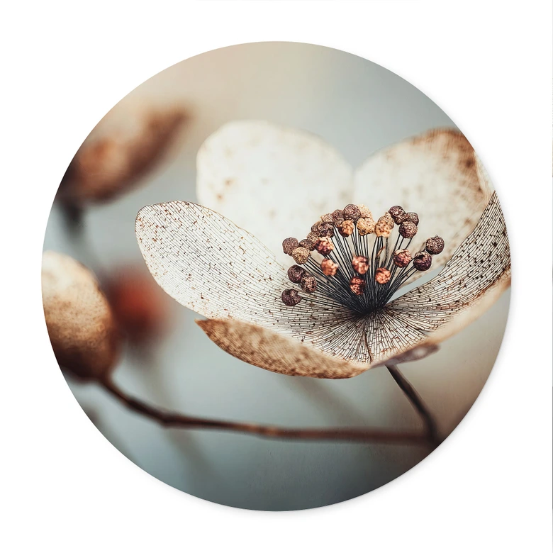 Poster Boho Trockenblume Makro - Treechild - Rund 