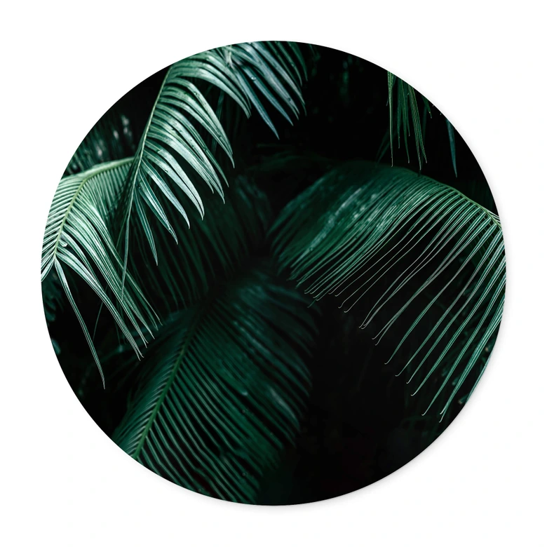 Póster Botánica Tropical - Redondo 