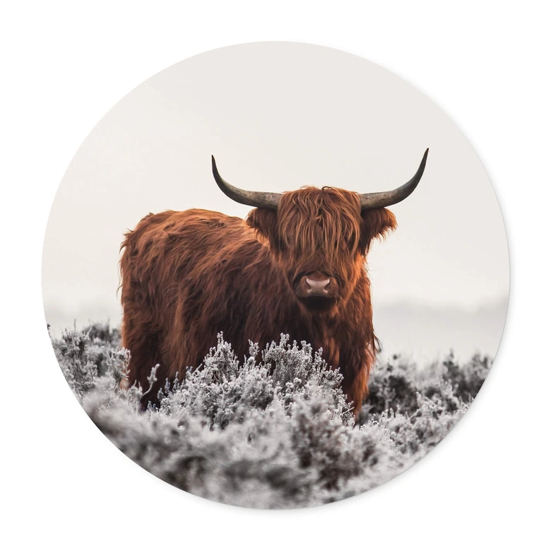 Poster van den Helm - Highlander - Rund 