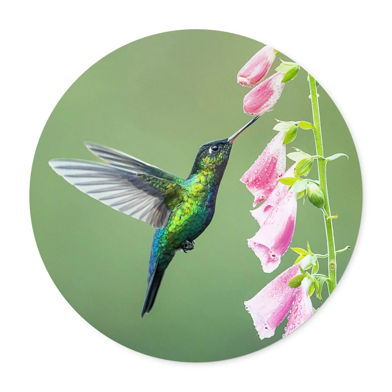 Plakat van Duijn - Koliber w magii różowych kwiatów - Okrągły 