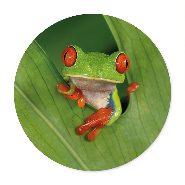 Poster Laubfrosch im Regenwald - van Duijn - Rund  
