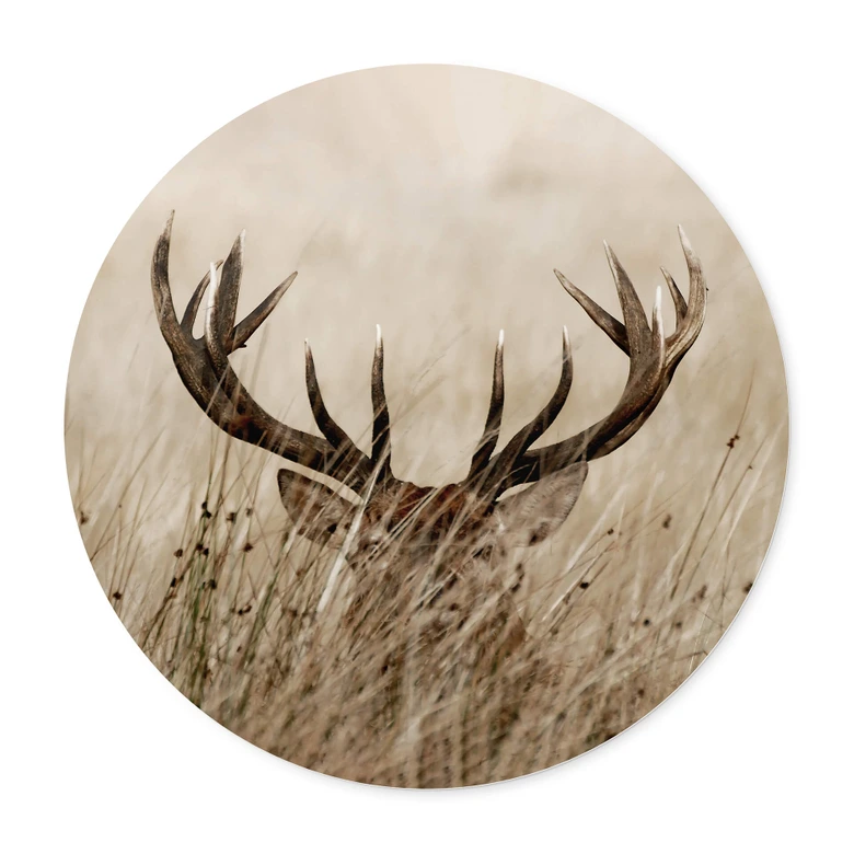 Poster Wachsamer Hirsch - Rund 