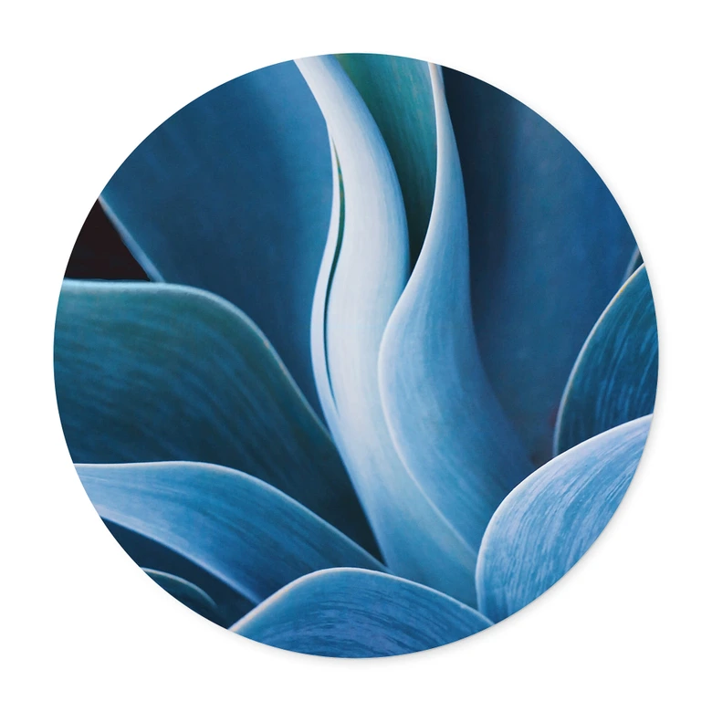 Plakat Wechsler - Rośliny Agawa martwa natura - okrągły 