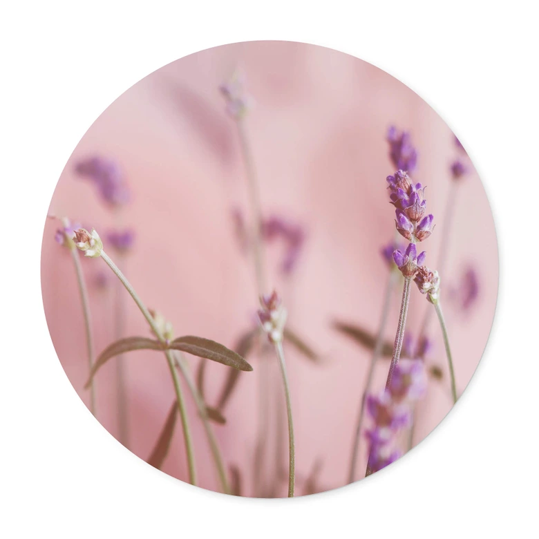 Poster Zarter Lavendel - Rund 