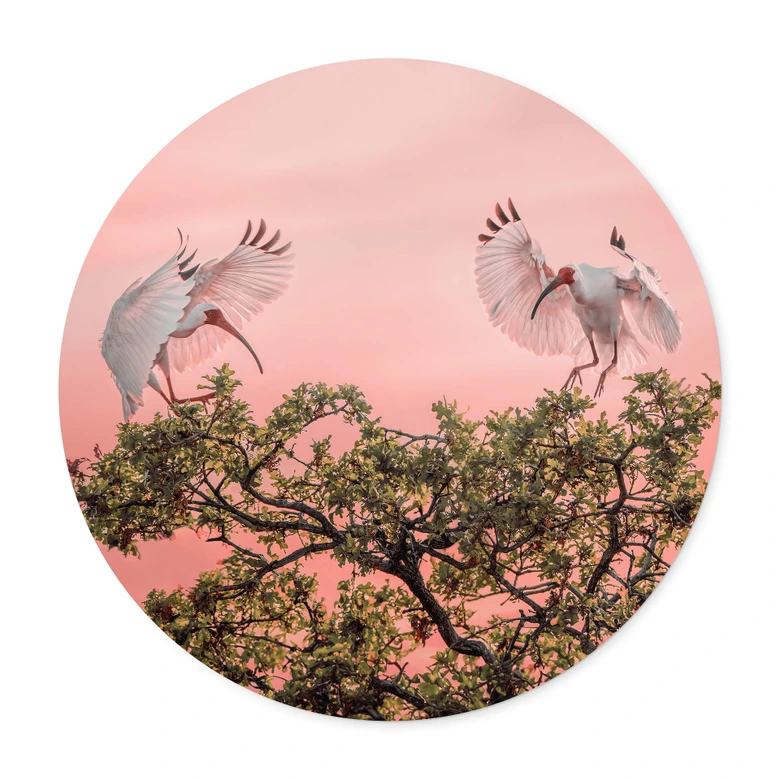 Poster Zhao - Vogelpärchen im Sonnenuntergang - Rund 