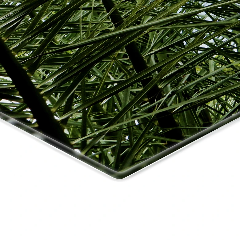 Spatscherm Palmbomen 