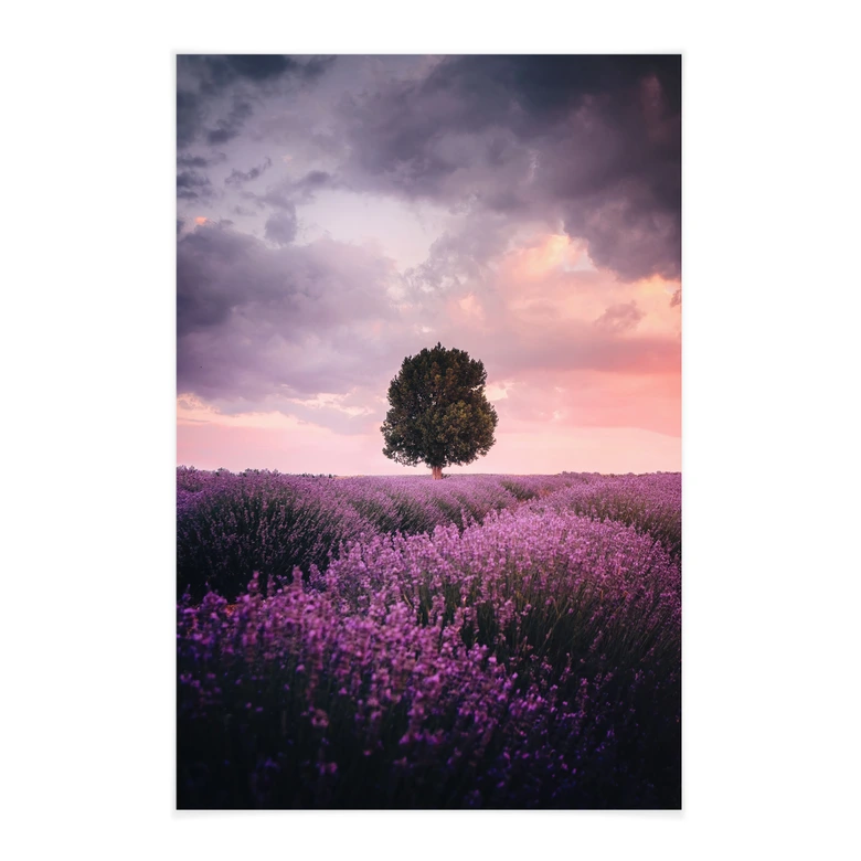 Stoffbild Lila Lavendelfelder bei Sonnenuntergang - Cevik 