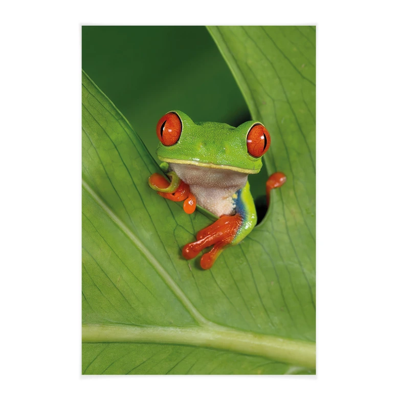 Stoffbild Laubfrosch im Regenwald - van Duijn 
