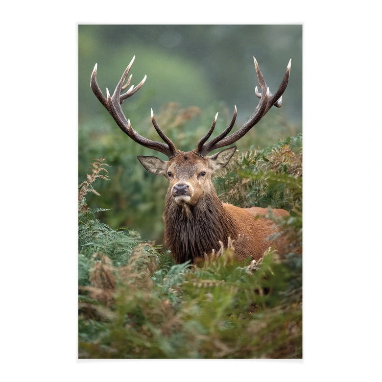 Póster de tela ciervo rojo - Guardián del bosque - van Duijn 