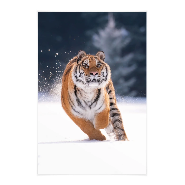 Póster de tela Tigre siberiano en la nieve - van Duijn 