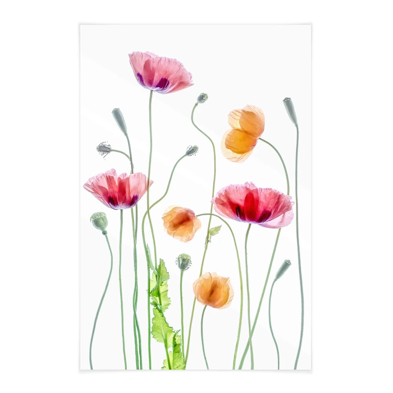 Blumen Stoffbild - Bunte Mohnblumen - Disher 