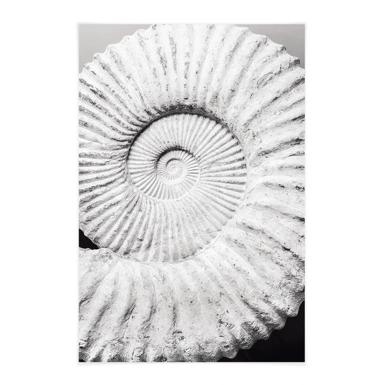 Textil poster Fossil snäcka - Fotograferad av Clint 