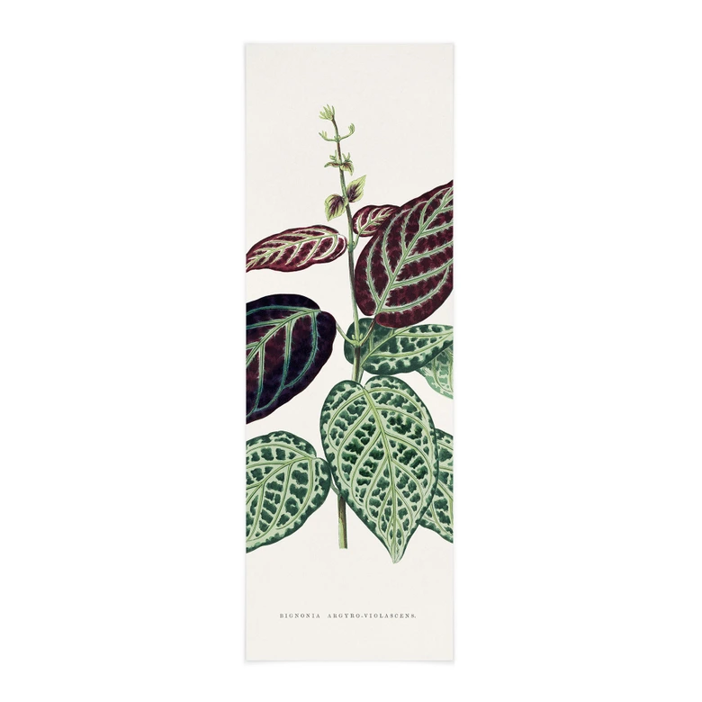 Stoffbild Blatt Illustration - Bignonia Argyro Violascea - Panorama 
