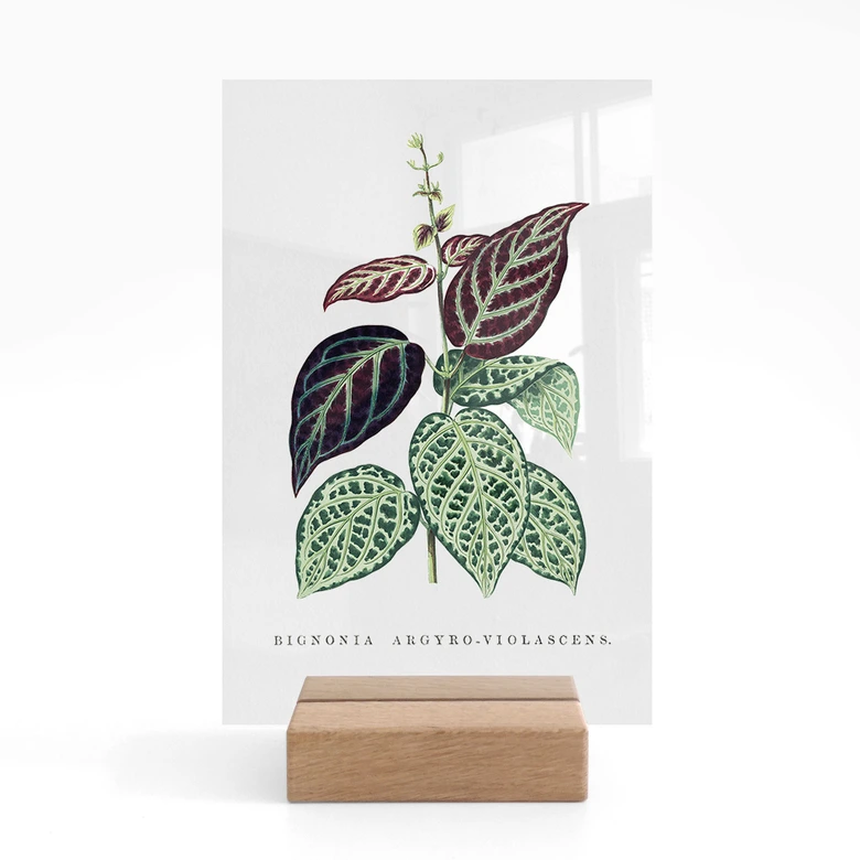 Tischaufsteller Blatt Illustration - Bignonia Argyro Violascea 
