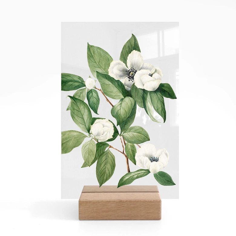 Présentoir de table Botanique Illustration d'un faux camélia - Walcott 
