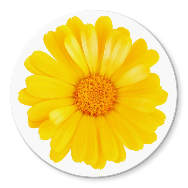 Tischplatte aus Glas - Gerbera Gelb - Rund 