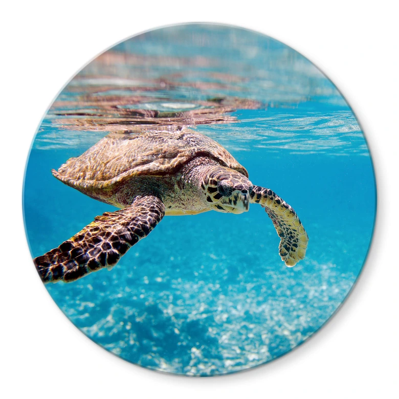 Tischplatte aus Glas - Schildkröte auf Reisen - Rund 
