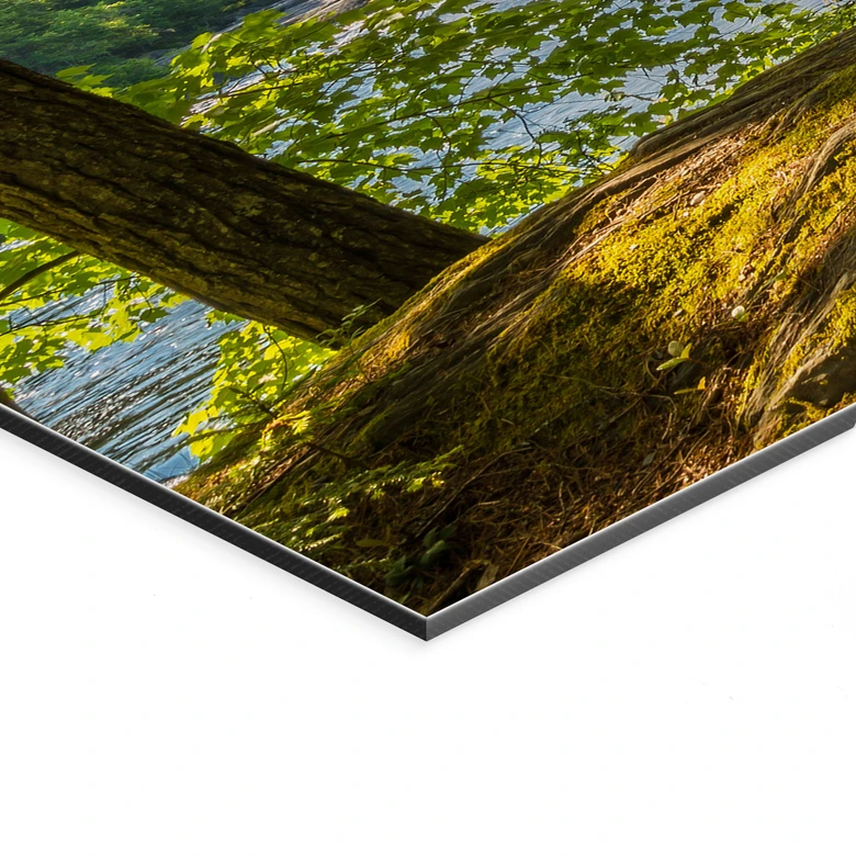 Wandbild Waldweg am Fluss - Alu-Dibond 