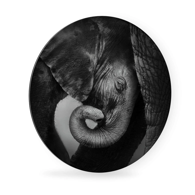 Alu-Dibond rond - Olifantenbaby 