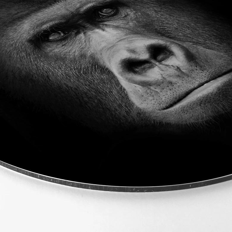 Alu-Dibond Gorilla - rond 