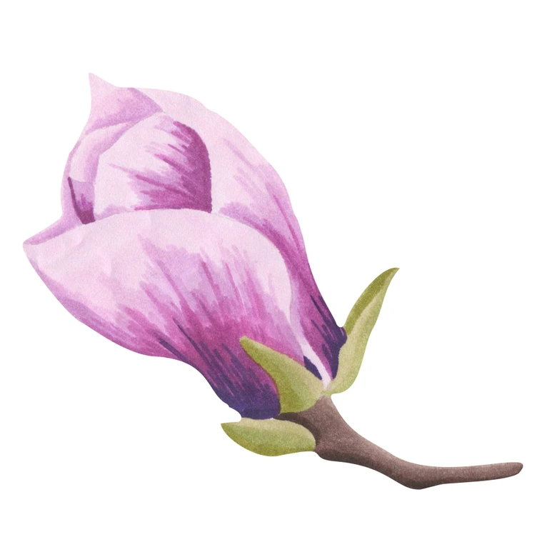 Wandtattoo Aufblühende Magnolienknospe Watercolor 