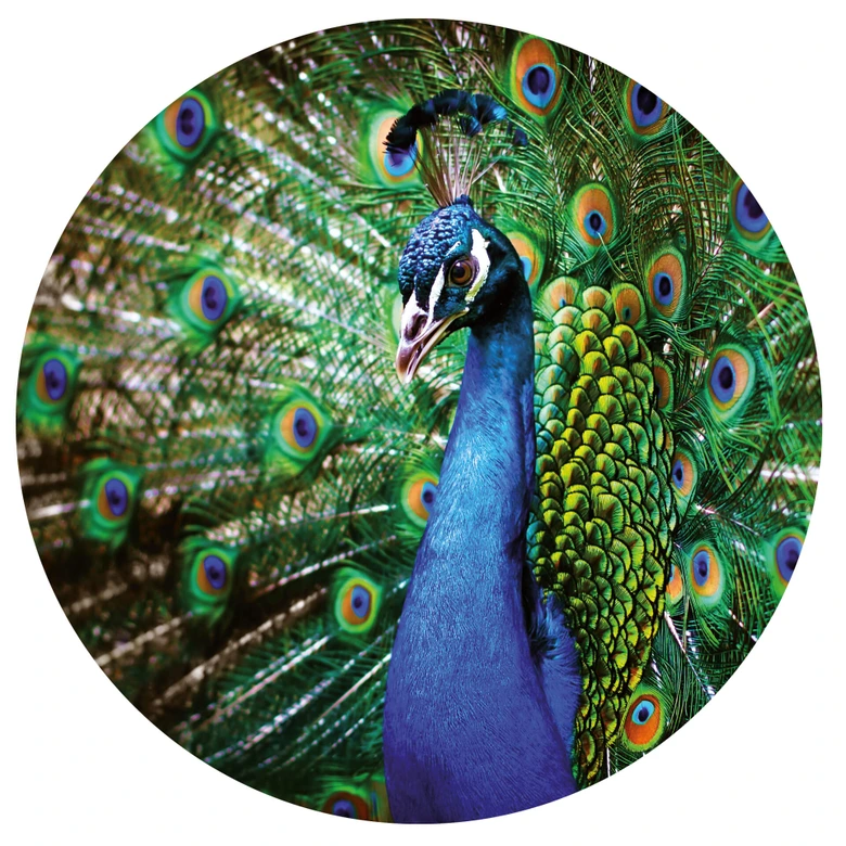Wandtattoo Beautiful Peacock - Rund 