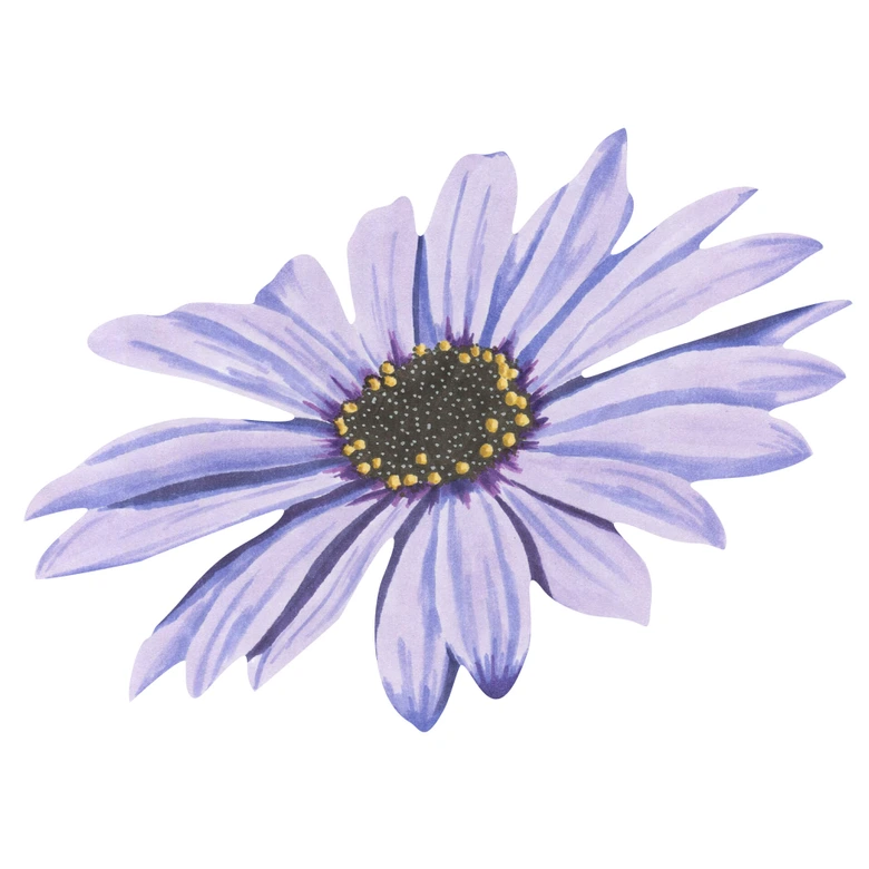 Wandtattoo Bornholmer Margeritenblüte lila Watercolor 