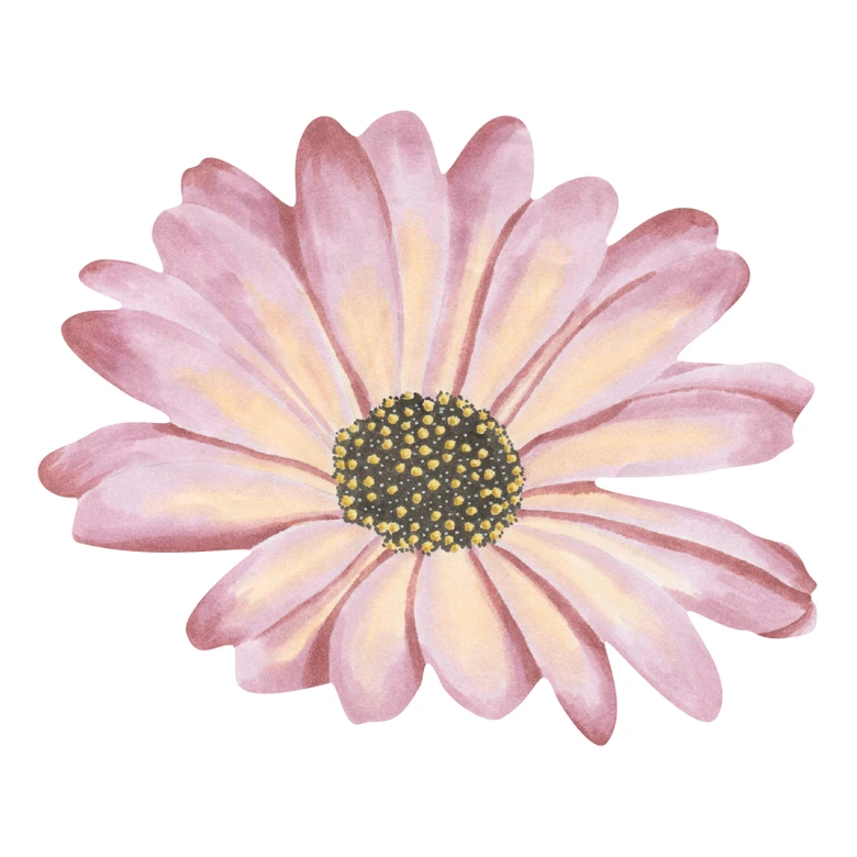 Wandtattoo Bornholmer Margeritenblüte rosé Watercolor 
