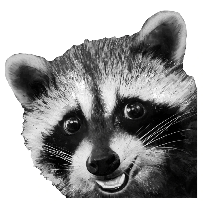 Wall sticker Racoon - Graves 