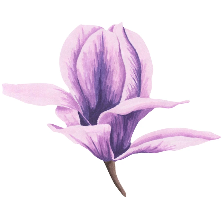 Wandtattoo Magnolienblüte Watercolor 