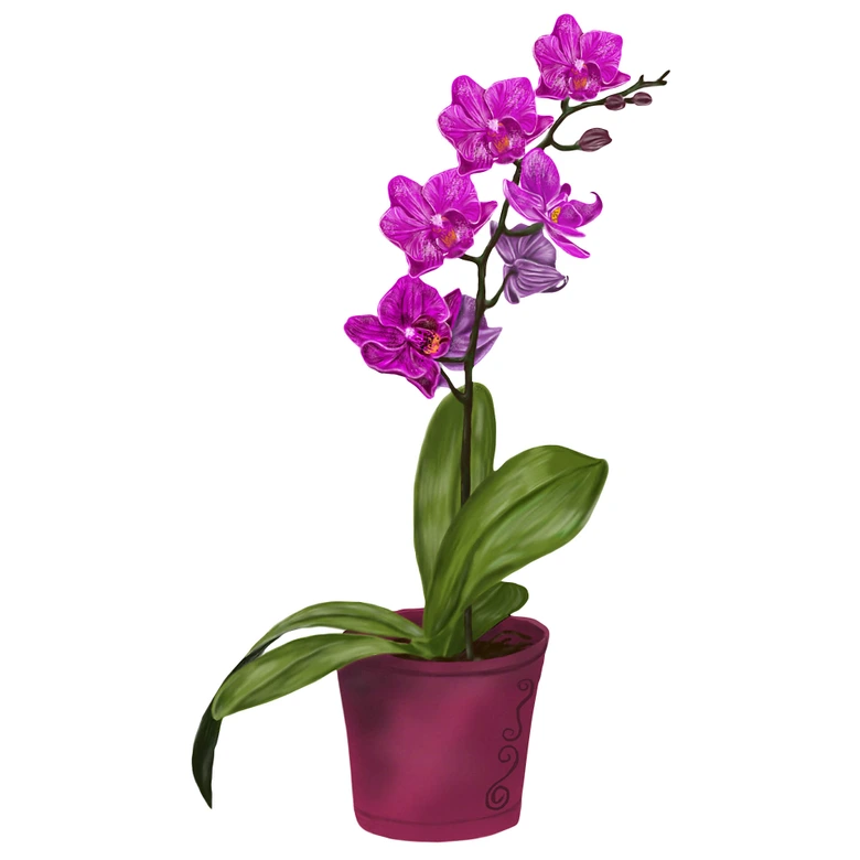 Wandtattoo Orchidee im Topf  