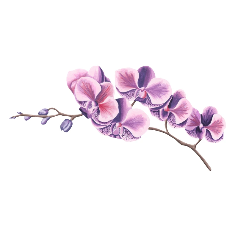Wandtattoo Orchideenzweig Watercolor 