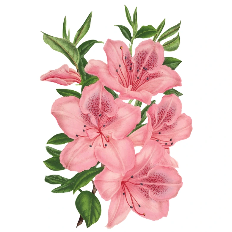 Wandtattoo Rosa Lilien 