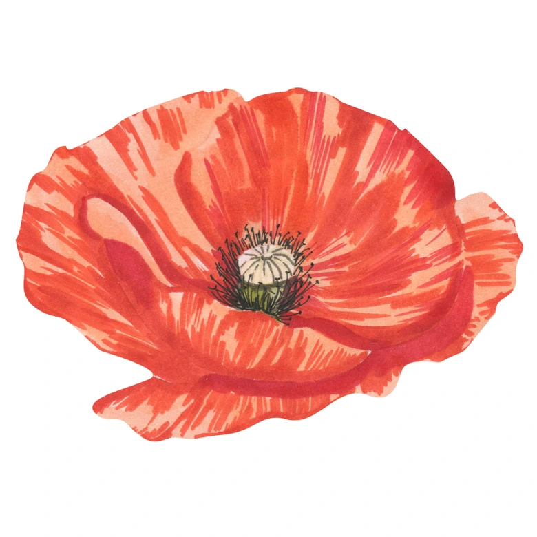Wandtattoo Rote Mohnblüte von oben Watercolor 