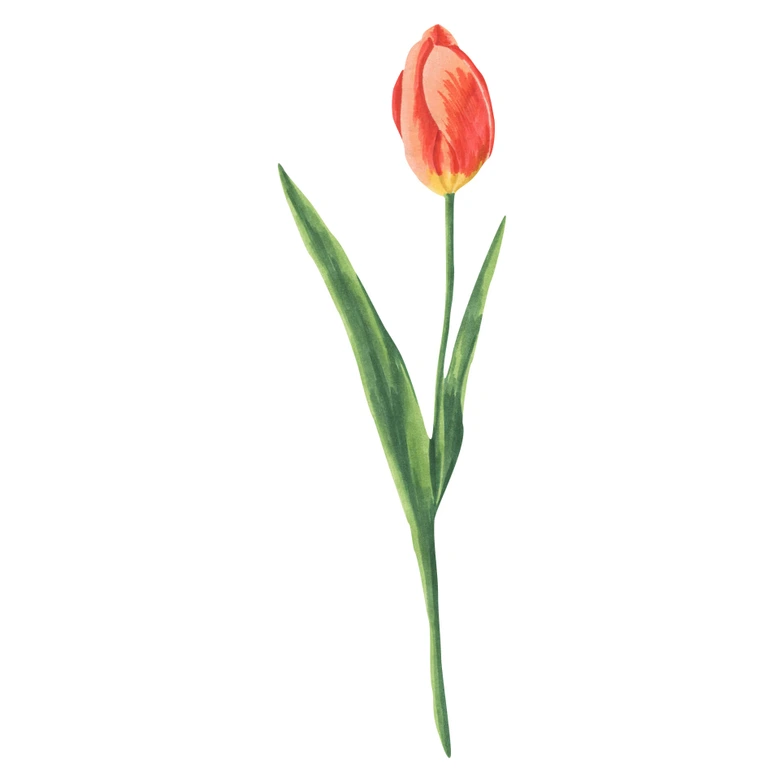 Wandtattoo Rote Tulpe - Watercolor 