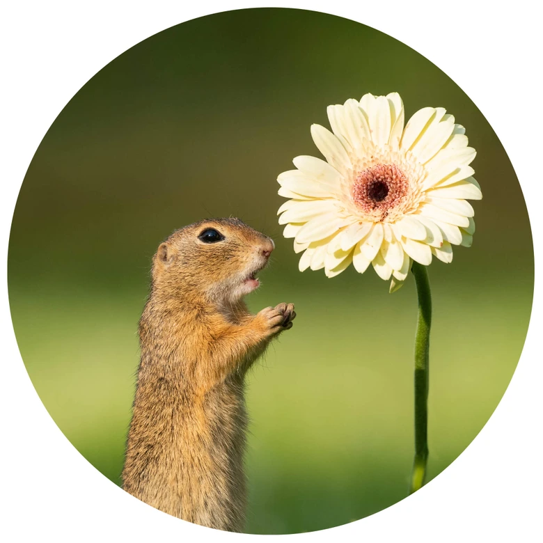 Wandtattoo van Duijn - Erdhörnchen mit Gerbera - Rund 