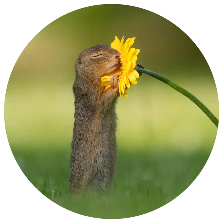 Wandtattoo van Duijn - Erdhörnchen riecht an Blume - Rund 