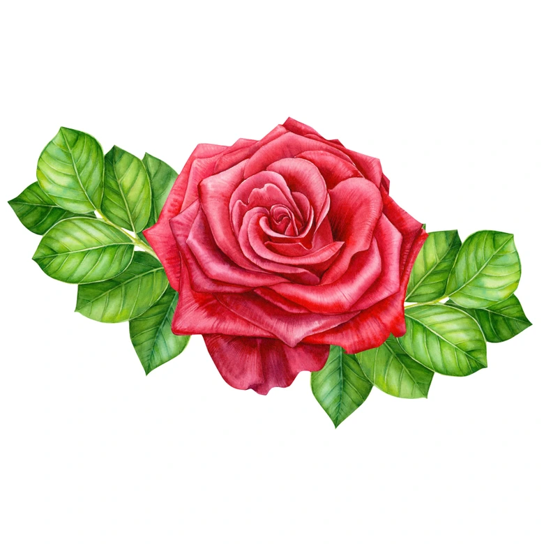 Wandtattoo - Rote Rose XXL 