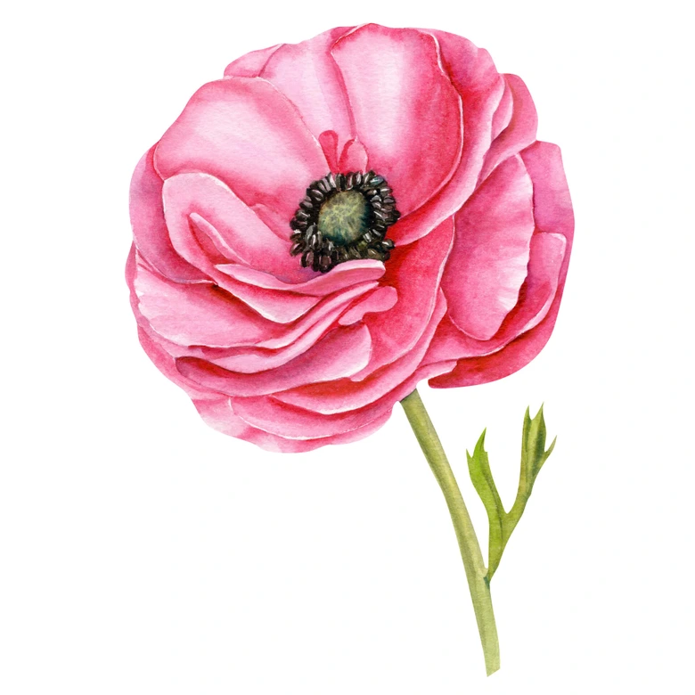 Wandtattoo XXL roter Mohn 