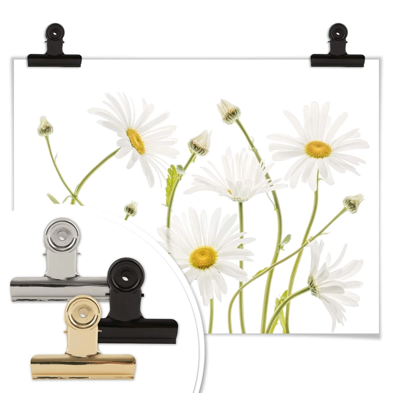 Poster Disher - Ox eye Daisies 