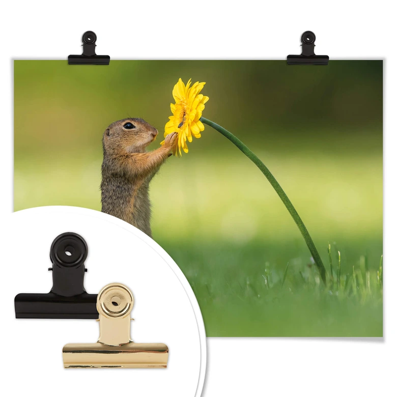 Poster van Duijn - Erdhörnchen hält Blume 