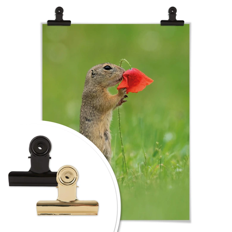 Poster van Duijn - Erdhörnchen mit Mohnblume 