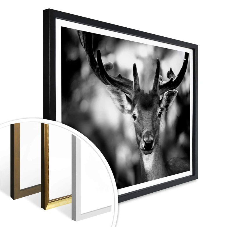 Poster Sandra - Jeune cerf 