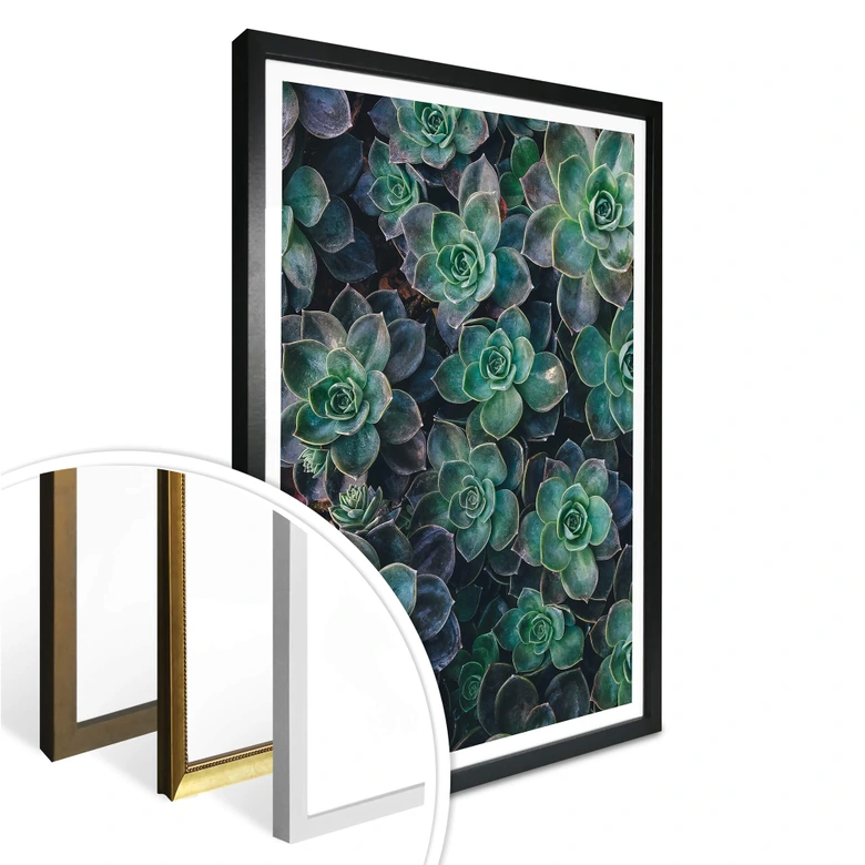 Poster Succulents 