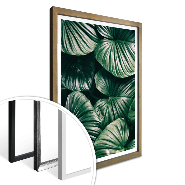 Affiche - Urban Jungle - Alokasie Calidora 