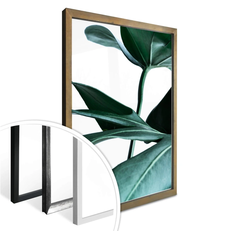 Poster - Urban Jungle - Monstera Deliciosa 