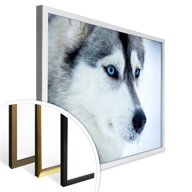 Poster ice-blue eyes 