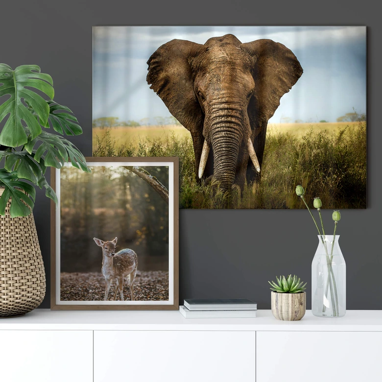Poster Fawn 